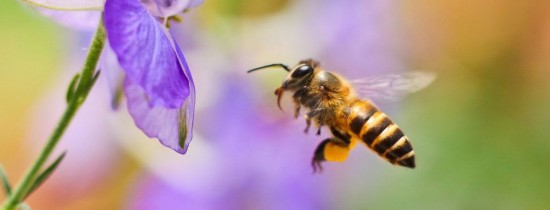 Pesticidele pun în pericol albinele. Plantele nu mai pot fi polenizate Pesticidele pun în pericol albinele. Plantele nu mai pot fi polenizate
