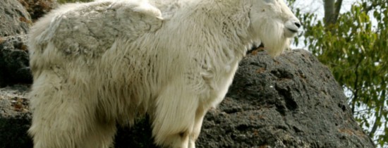 De ce capra de munte este un bun căţărător? De ce capra de munte este un bun căţărător?