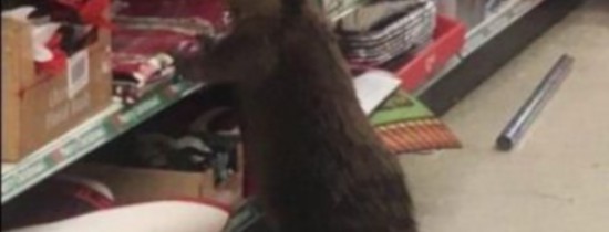 Un castor plin de furie declară război brazilor artificiali de Crăciun Un castor plin de furie declară război brazilor artificiali de Crăciun