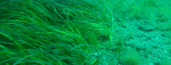Descoperire crucială! S-a dovedit existenţa ''albinelor'' în oceane Descoperire crucială! S-a dovedit existenţa ''albinelor'' în oceane