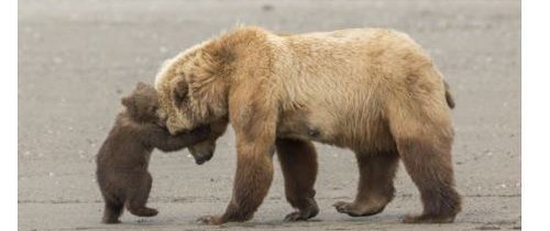 Imagini SPECTACULOASE din natură. Aceştia sunt finaliştii concursului Wildlife Photographer of the Year 2017 Imagini SPECTACULOASE din natură. Aceştia sunt finaliştii concursului Wildlife Photographer of the Year 2017