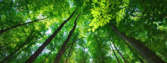 De ce frunzele plantelor au mărimi diferite? De ce frunzele plantelor au mărimi diferite?