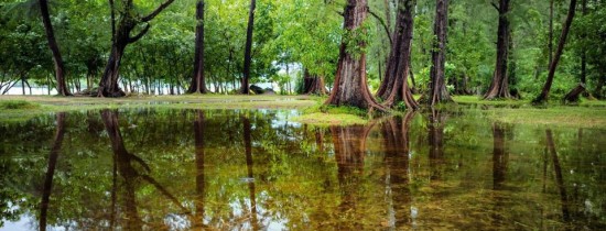 Un studiu ajunge la o concluzie alarmantă: pădurile tropicale emit mai mult carbon decât oxigen Un studiu ajunge la o concluzie alarmantă: pădurile tropicale emit mai mult carbon decât oxigen