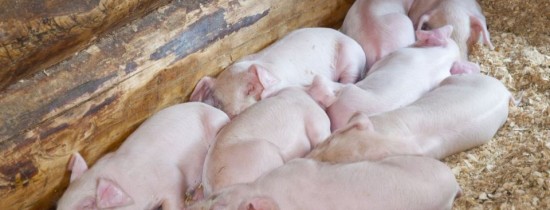 Vrei să mănânci bacon şi să rămâi în acelaşi timp sănătos? Savanţii au creat porcii care nu se îngraşă Vrei să mănânci bacon şi să rămâi în acelaşi timp sănătos? Savanţii au creat porcii care nu se îngraşă
