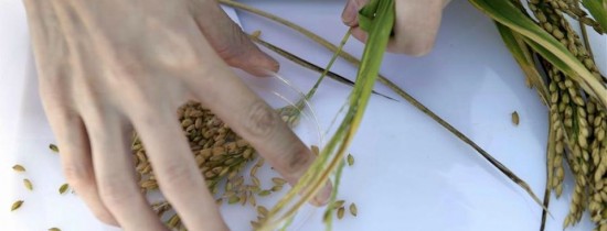 Cercetătorii chinezi au creat un nou tip de orez cu care ar putea fi hrănite peste 200 de milioane de persoane Cercetătorii chinezi au creat un nou tip de orez cu care ar putea fi hrănite peste 200 de milioane de persoane