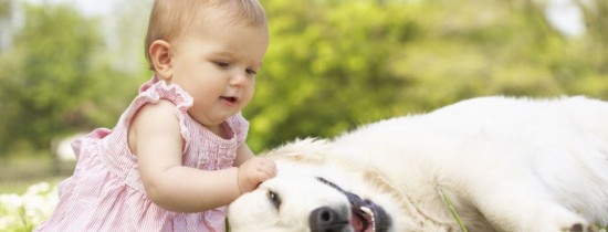 Contrar opiniei populare, un an de viaţă al câinelui nu este echivalentul a şapte ani de viaţă ai omului Contrar opiniei populare, un an de viaţă al câinelui nu este echivalentul a şapte ani de viaţă ai omului