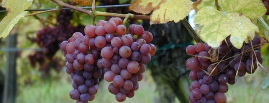 Turismul viticol din România: De ce românii pot renunţa la munte sau la mare pentru o cramă Turismul viticol din România: De ce românii pot renunţa la munte sau la mare pentru o cramă