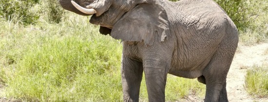 Veterinarii au reparat cu succes cornul fisurat al unui elefant african de cinci tone, în Columbia Veterinarii au reparat cu succes cornul fisurat al unui elefant african de cinci tone, în Columbia