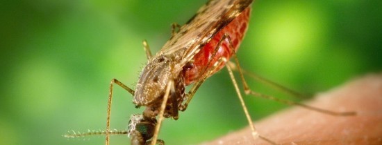 Veste excelentă în lumea medicală: cercetătorii au identificat mecanismul de apărare al parazitului malariei Veste excelentă în lumea medicală: cercetătorii au identificat mecanismul de apărare al parazitului malariei
