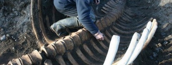 A fost descoperit scheletul uriaş al unei vaci de mare A fost descoperit scheletul uriaş al unei vaci de mare