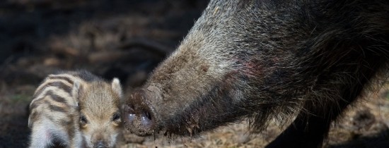 Unde mută Ion Ţiriac celebra vânătoare de la Balc Unde mută Ion Ţiriac celebra vânătoare de la Balc