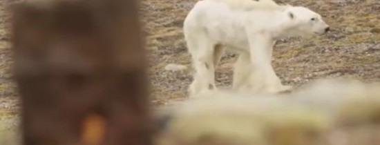 VIDEO. Imaginile sfâşietoare care arată ultimele clipe ale unui urs polar care moare de foame. ''Întreaga echipă se abţinea să nu plângă'' VIDEO. Imaginile sfâşietoare care arată ultimele clipe ale unui urs polar care moare de foame. ''Întreaga echipă se abţinea să nu plângă''