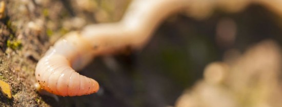 Râmele se pot reproduce chiar şi în solul marţian Râmele se pot reproduce chiar şi în solul marţian