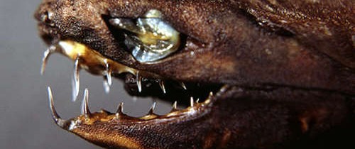 Pescarii din Taiwan au capturat o specie extrem de rară de rechin Pescarii din Taiwan au capturat o specie extrem de rară de rechin