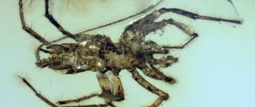 FOTO. Descoperirea uimitoare dintr-o bucată de chihlimbar veche de 100 de milioane de ani scoate la iveală un capitol surprinzător din istoria păianjenilor FOTO. Descoperirea uimitoare dintr-o bucată de chihlimbar veche de 100 de milioane de ani scoate la iveală un capitol surprinzător din istoria păianjenilor
