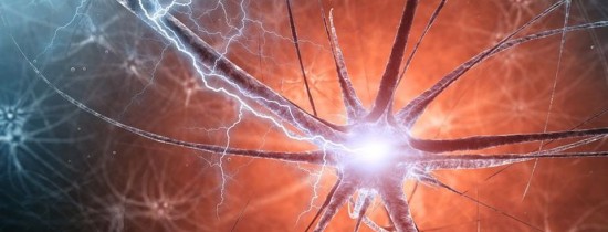 Cercetătorii au descoperit un nou tip de neuroni care sunt implicaţi în învăţarea senzorială Cercetătorii au descoperit un nou tip de neuroni care sunt implicaţi în învăţarea senzorială