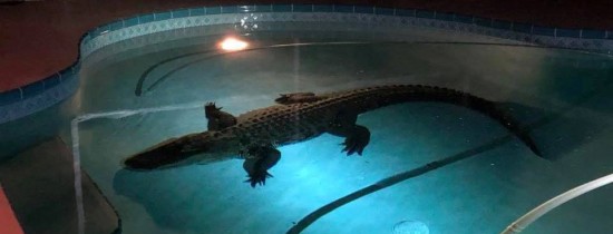VIDEO. Un om din Florida s-a trezit cu un intrus mai puţin obişnuit în piscina casei sale VIDEO. Un om din Florida s-a trezit cu un intrus mai puţin obişnuit în piscina casei sale