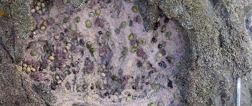 Amprente vechi de 150 de milioane de ani au fost descoperite în Scoţia. Ar putea oferi informaţii importante cu privire la dinozauri Amprente vechi de 150 de milioane de ani au fost descoperite în Scoţia. Ar putea oferi informaţii importante cu privire la dinozauri