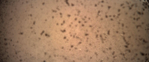 Prima imagine clară realizată de sonda InSight pe Marte Prima imagine clară realizată de sonda InSight pe Marte