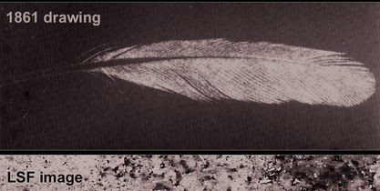 Misterul vechi de 150 de ani, al unei pene fosilizate, a fost rezolvat Misterul vechi de 150 de ani, al unei pene fosilizate, a fost rezolvat