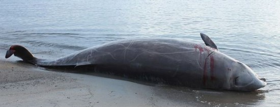 Descoperire şocantă în stomacul unei balene moarte Descoperire şocantă în stomacul unei balene moarte