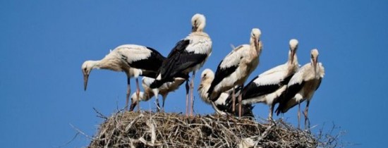 Record absolut în România: şapte pui de barză albă într-un cuib din judeţul Suceava Record absolut în România: şapte pui de barză albă într-un cuib din judeţul Suceava