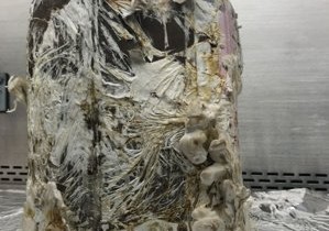 NASA vrea să folosească ciuperci pentru construcţiile de pe Lună sau Marte NASA vrea să folosească ciuperci pentru construcţiile de pe Lună sau Marte