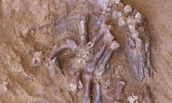 Descoperirea unui craniu strivit al unui Neanderthal ar putea schimba perspectiva asupra evoluţiei omului. FOTO Descoperirea unui craniu strivit al unui Neanderthal ar putea schimba perspectiva asupra evoluţiei omului. FOTO