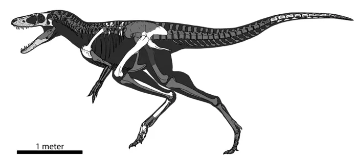 O nouă specie de dinozaur găsită în Mongolia rescrie povestea prădătorilor colosali: "Prințul dragon" care a venit înaintea lui T. rex