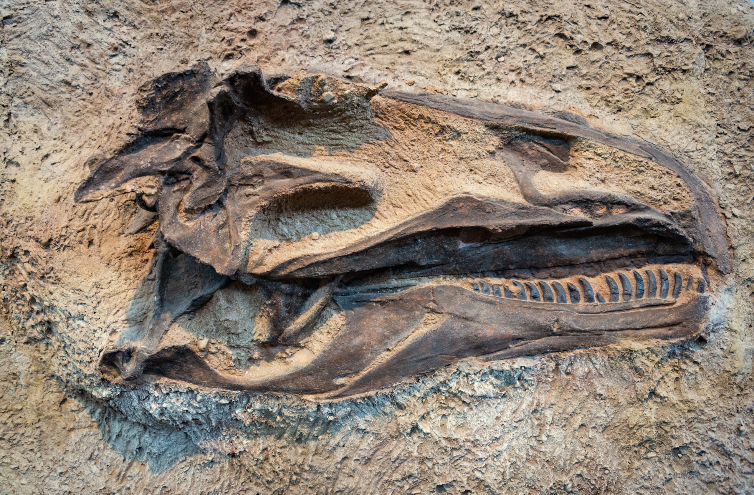 Arheologii au găsit molecule organice în fosilele de dinozaur
