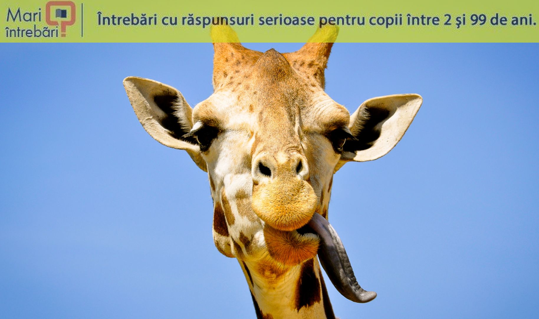 De ce culoarea limbii girafelor este un mov închis?