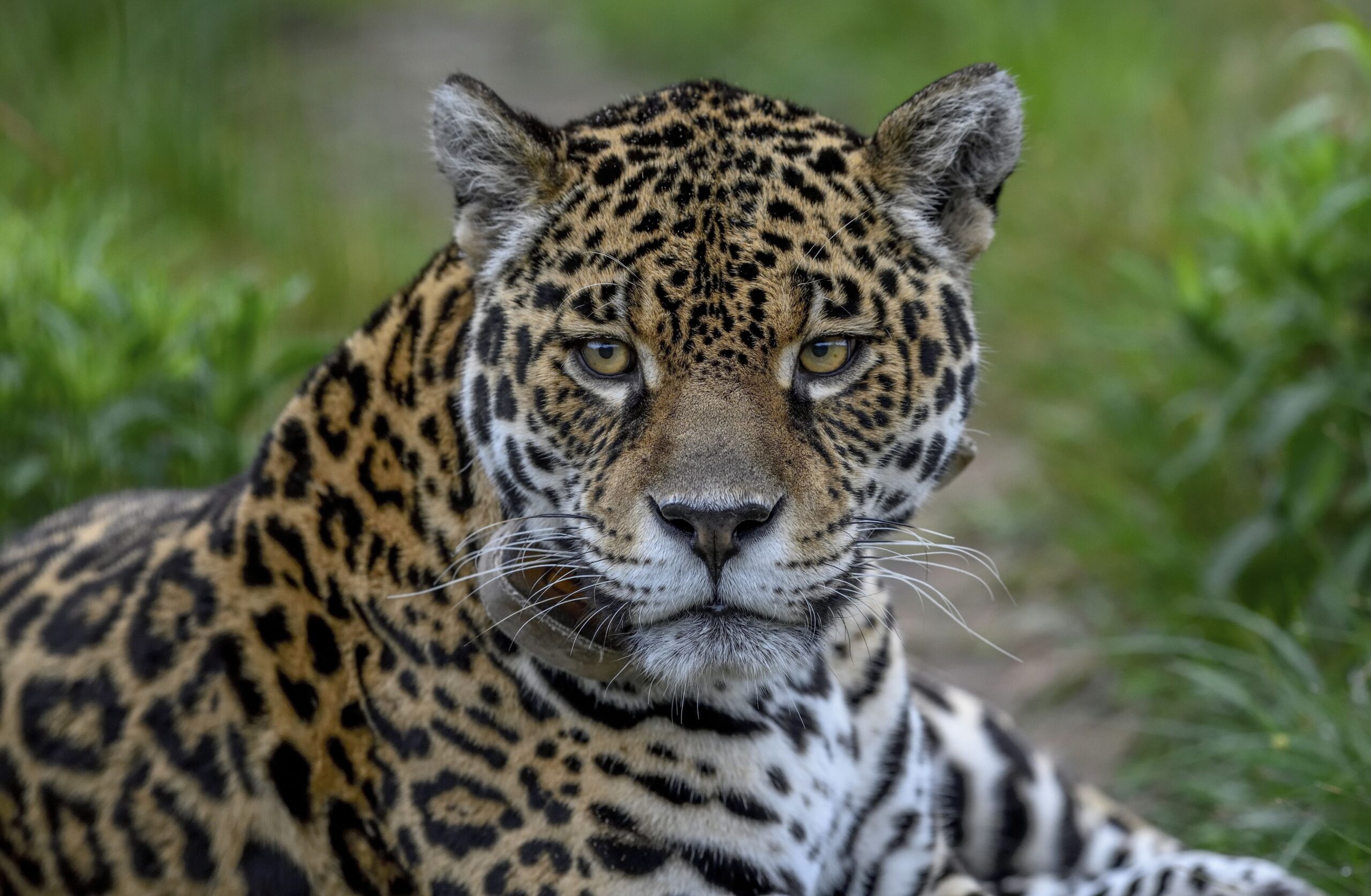Jaguarul se confruntă cu riscul de extincție în Pădurea Atlantică din cauza insuficienței de hrană.