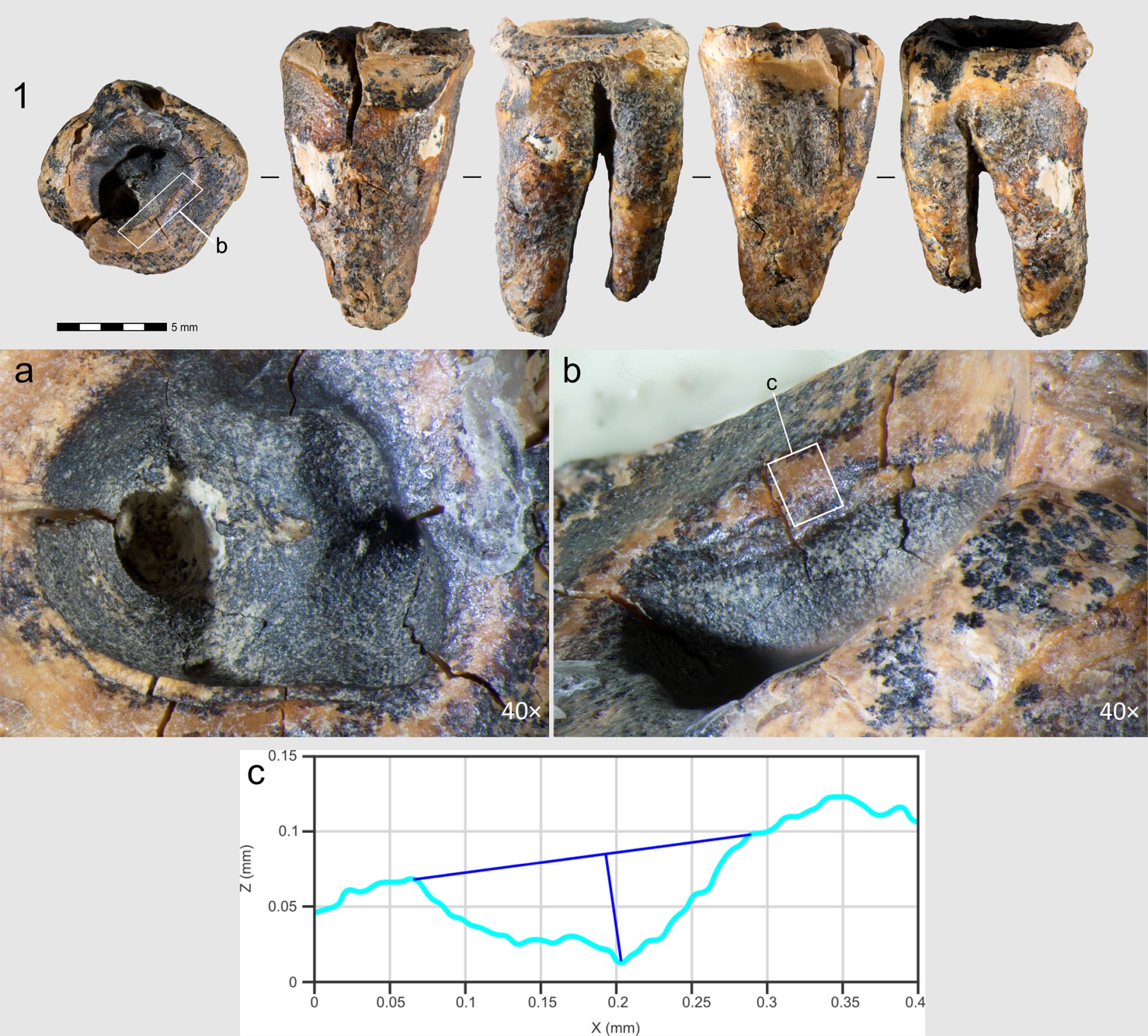 Locația unde neanderthalienii desfășurau practica stomatologică acum 60.000 de ani