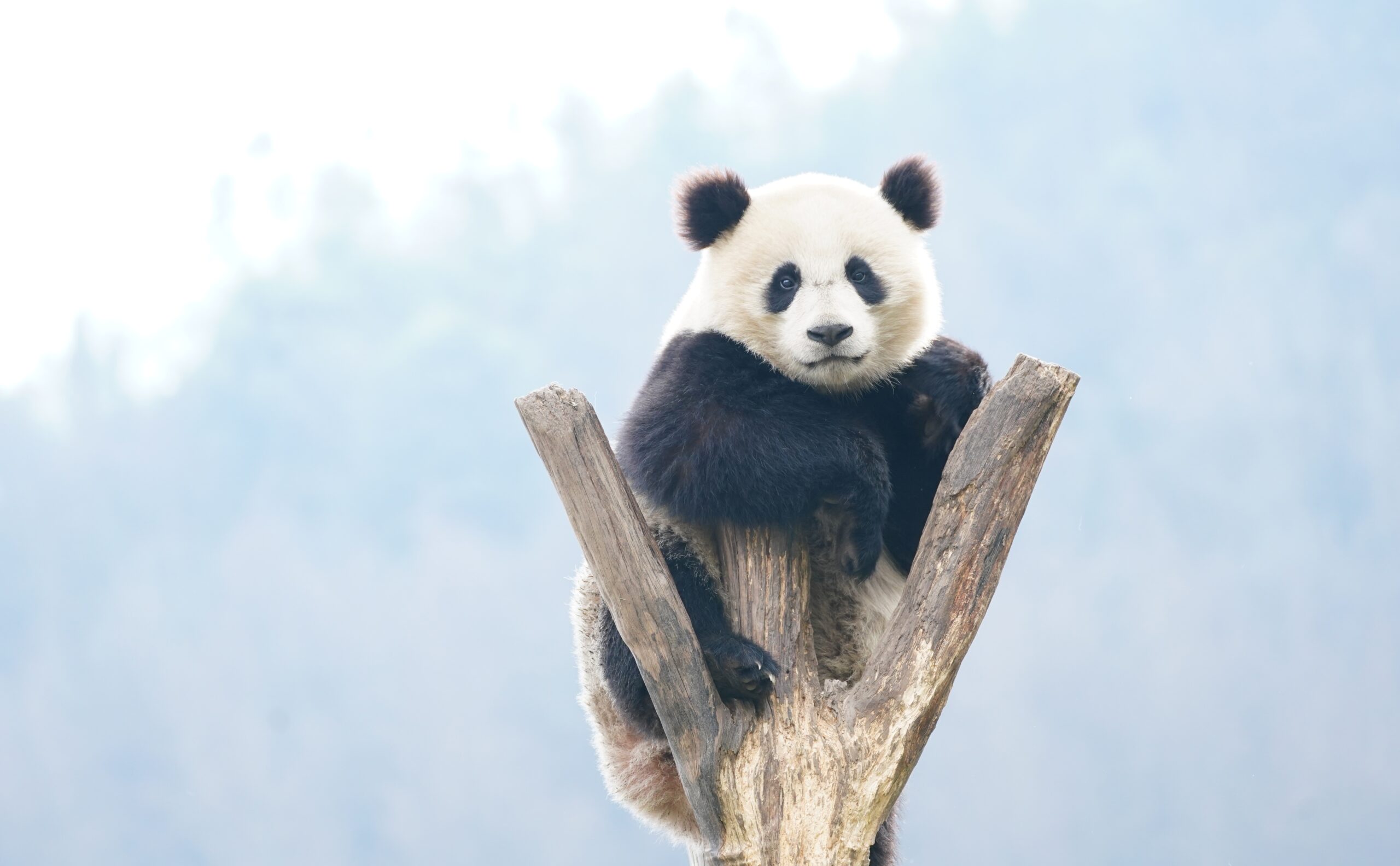 Motive pentru care uneori urșii panda se află în mâini. Test de cunoștințe generale.