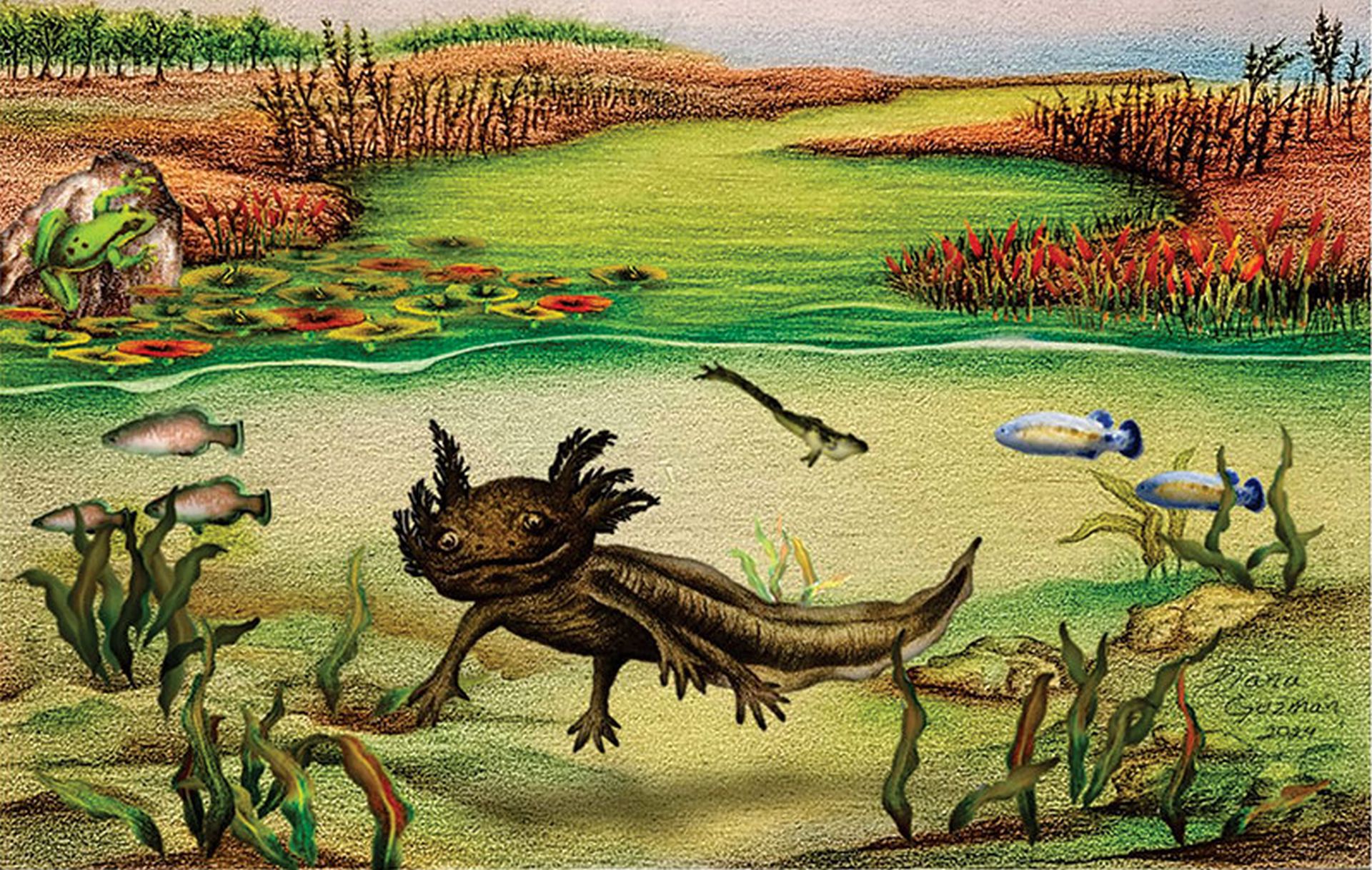 O fosilă de salamandră, legată de cunoscutul axolotl, găsită în Mexic
