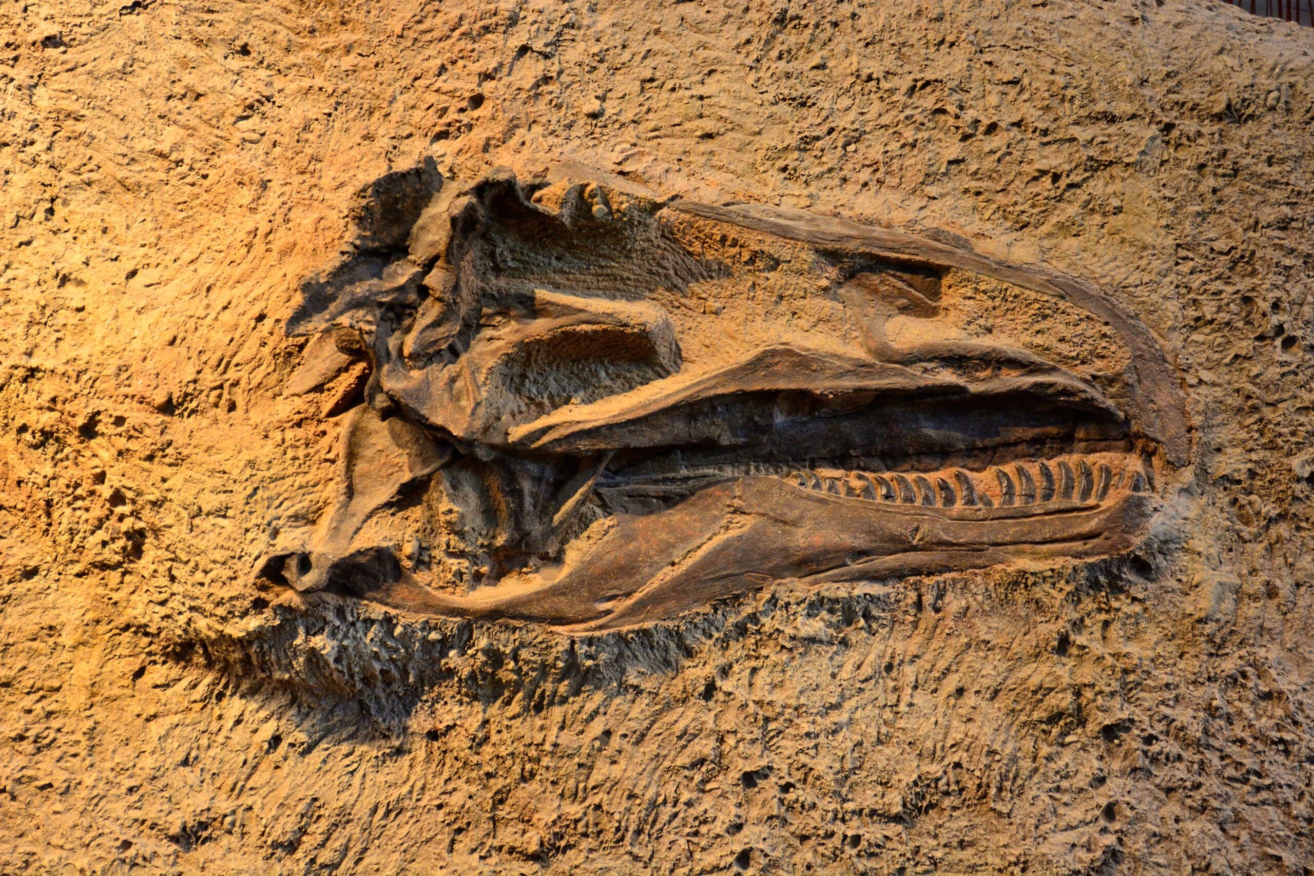 O nouă specie de dinozaur găsită în Thailanda cântărea cât 9 elefanți asiatici.