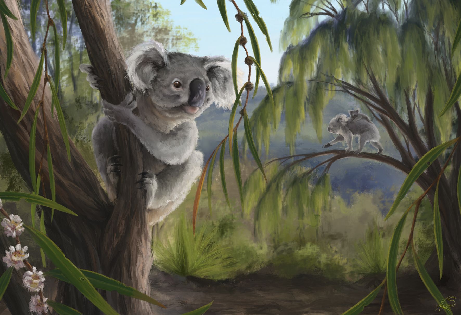 O specie nouă de koala identificată în Australia are un craniu distinct față de exemplarele actuale ale speciei.