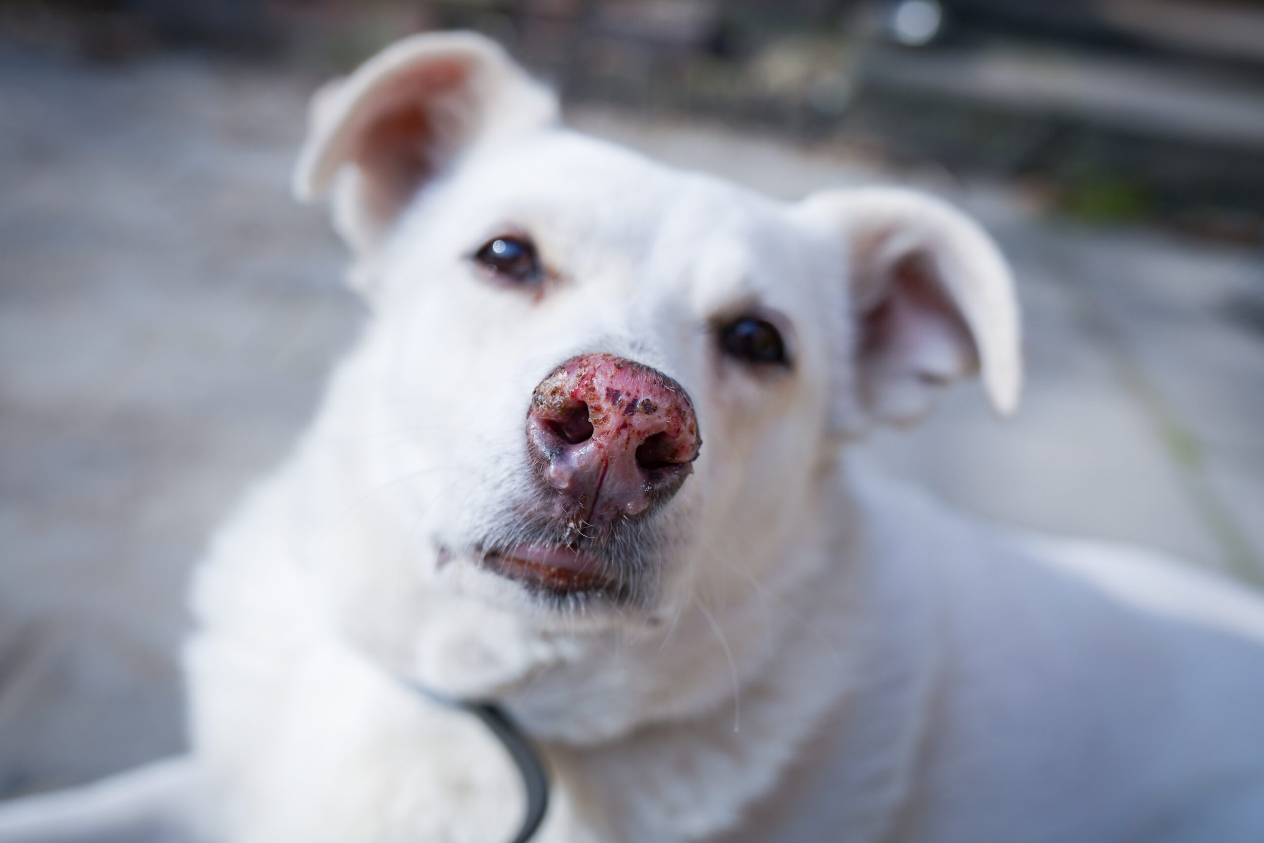 Părerea specialiștilor în psihologie referitoare la indivizii care maltratează animale