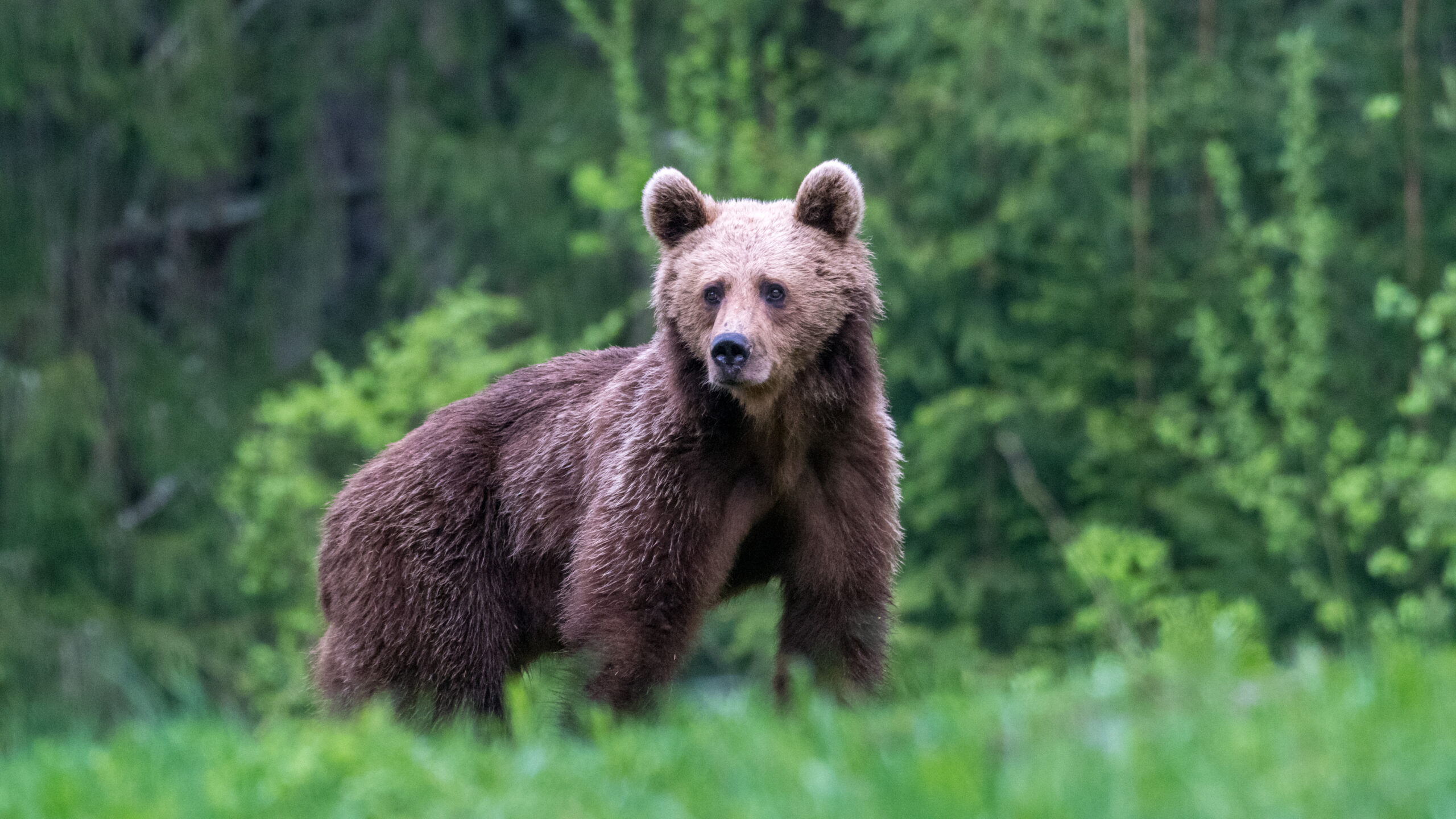 Președintele Poloniei a înființat un parteneriat cu un urs din România.