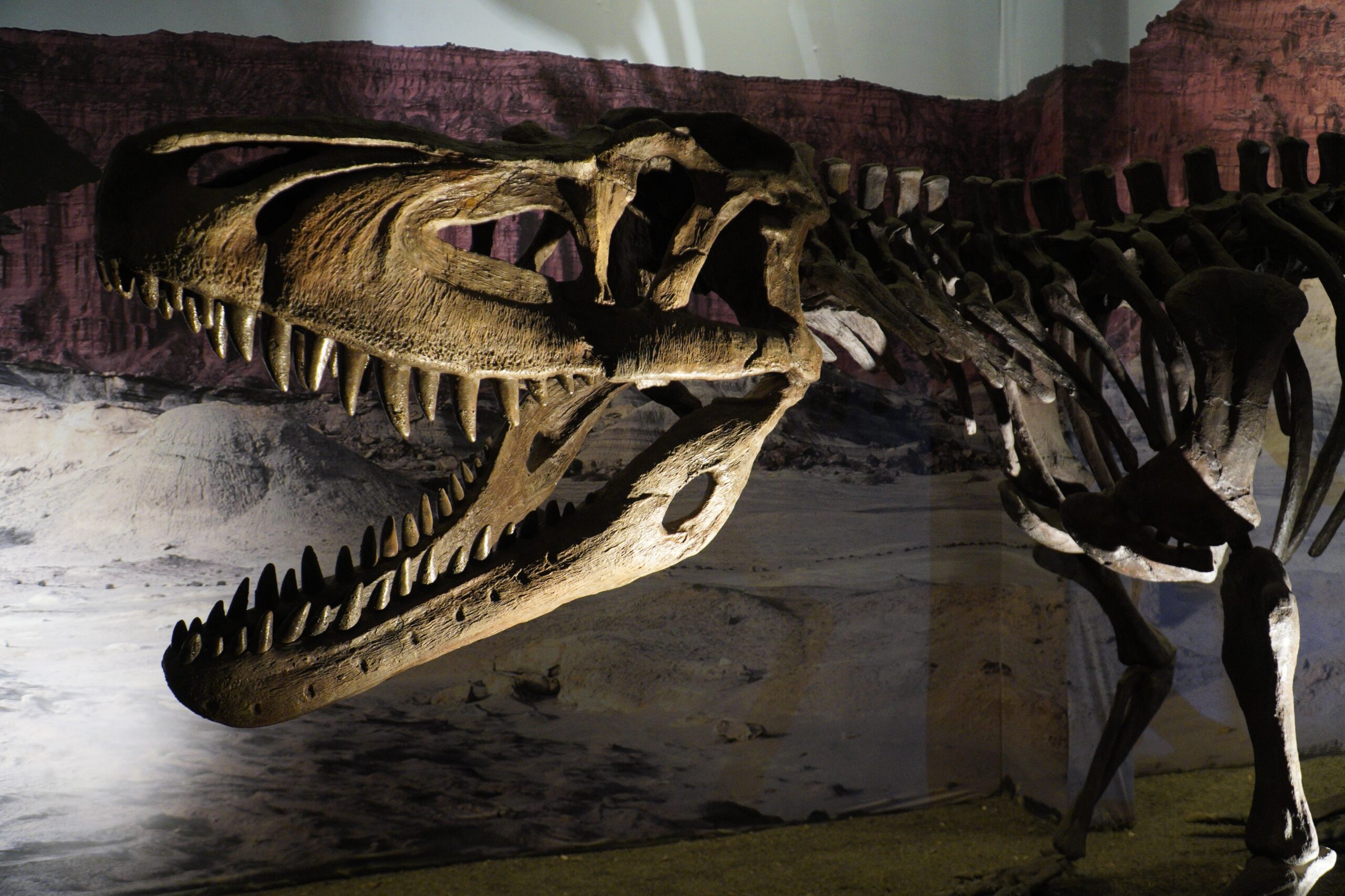 Schelet de Tyrannosaurus rex din urmă cu 67 de milioane de ani scoasă la licitație