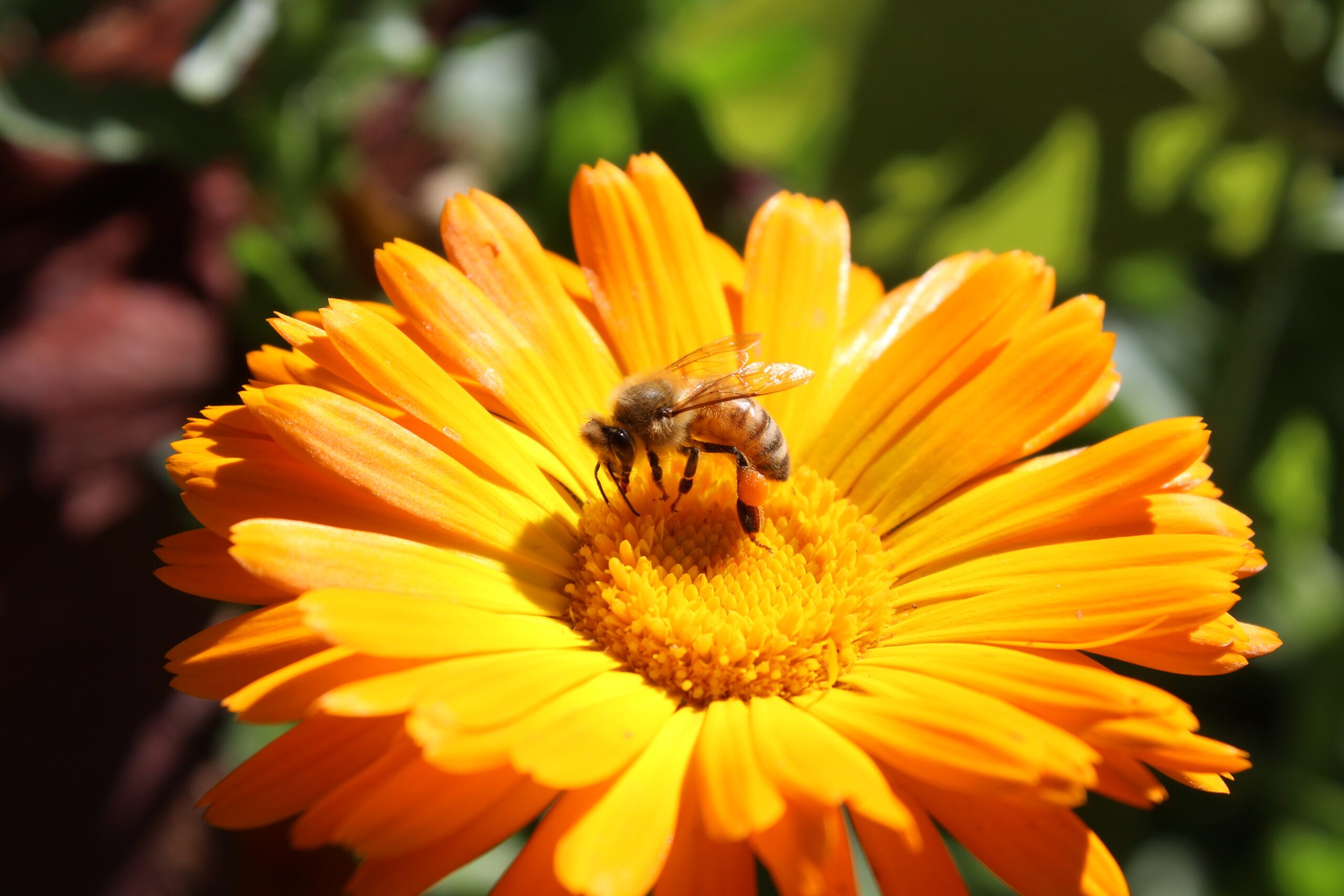 Un recent studiu subliniază efectul dăunător al reducerii biodiversității asupra sănătății oamenilor: dispariția polenizatorilor influențează dieta și câștigurile.