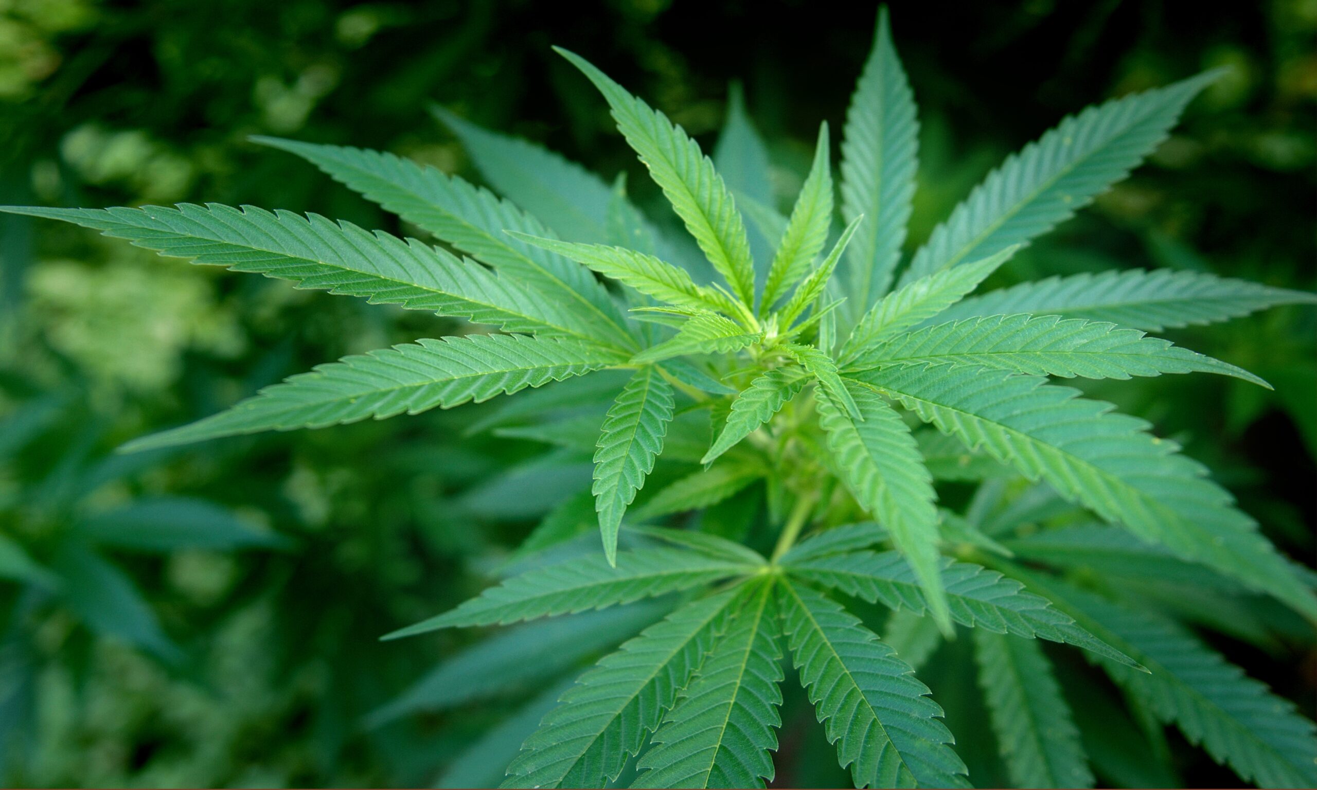 Un cercetare efectuată pe 3 milioane de indivizi indică o corelație semnificativă între utilizarea de cannabis și depresie.