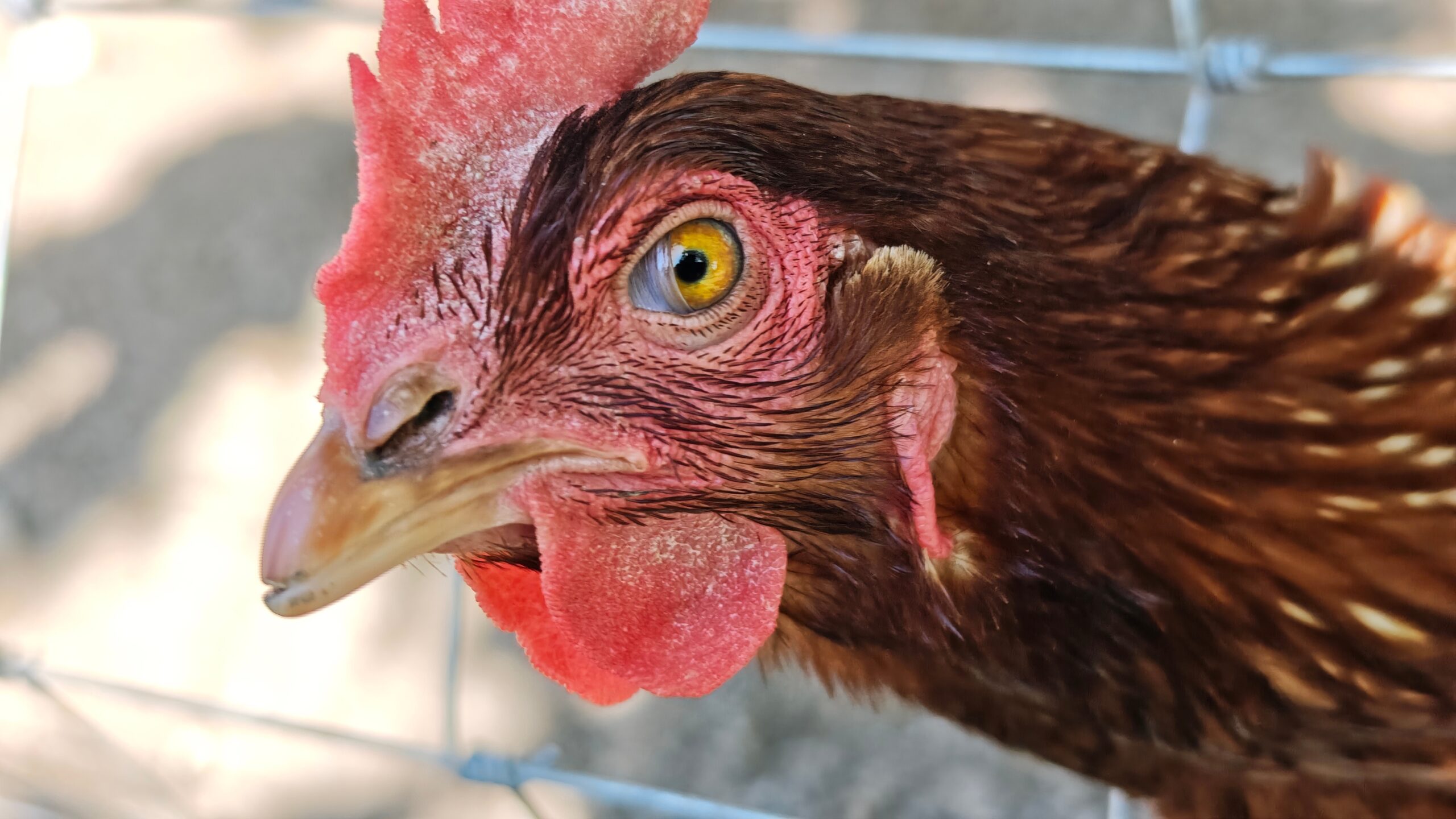 Motivele pentru care agricultorii germani oferă înghețată găinilor.