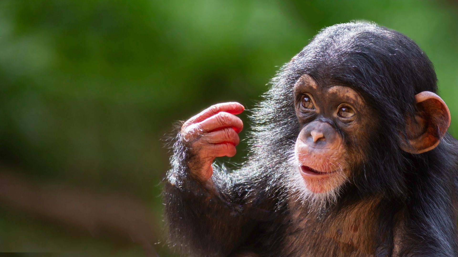Cercetătorii analizează cauzele râsului la primate, inclusiv la oameni.