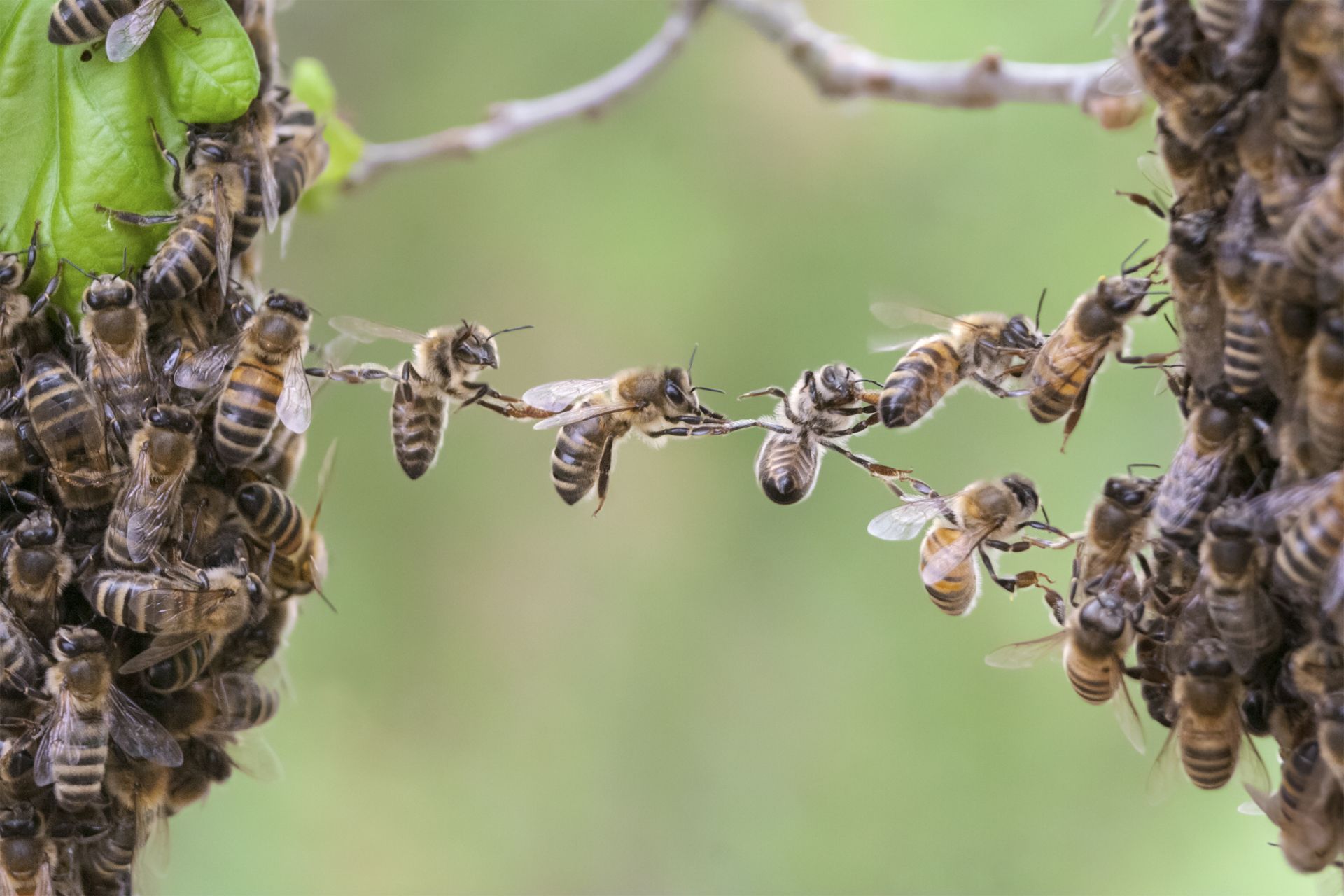 Colonia cea mai extinsă de albine înregistrată vreodată și locul neobișnuit în care îi găsim
