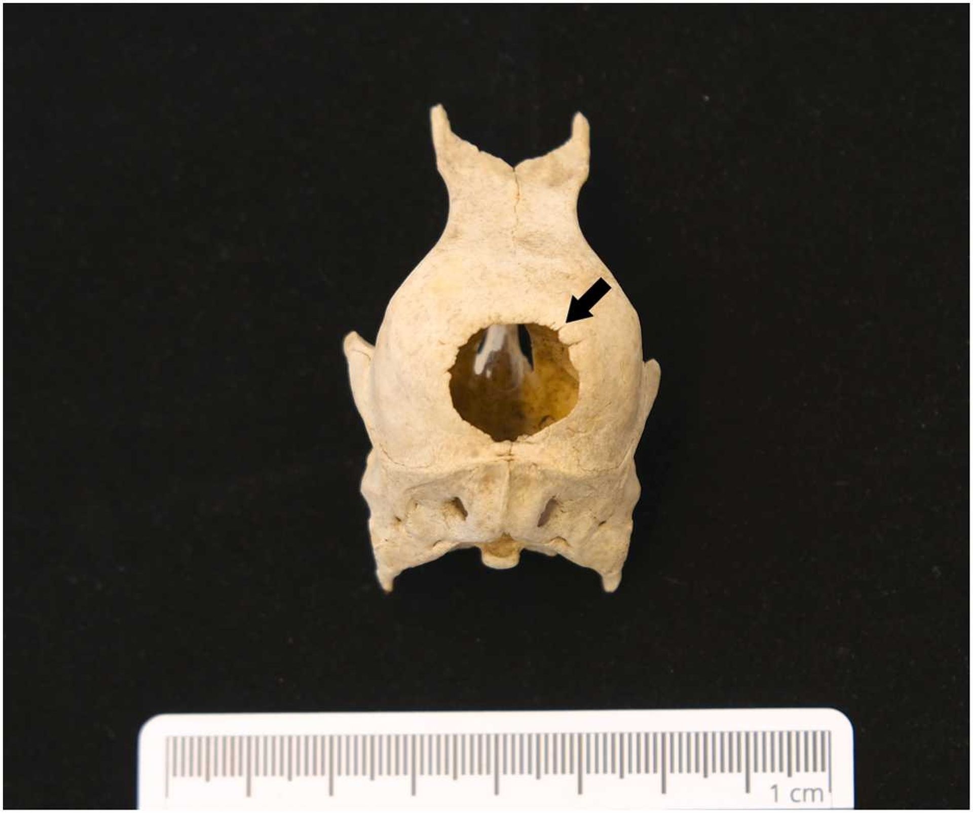 Descoperirea arheologilor într-o toaletă din secolul XVII în Germania
