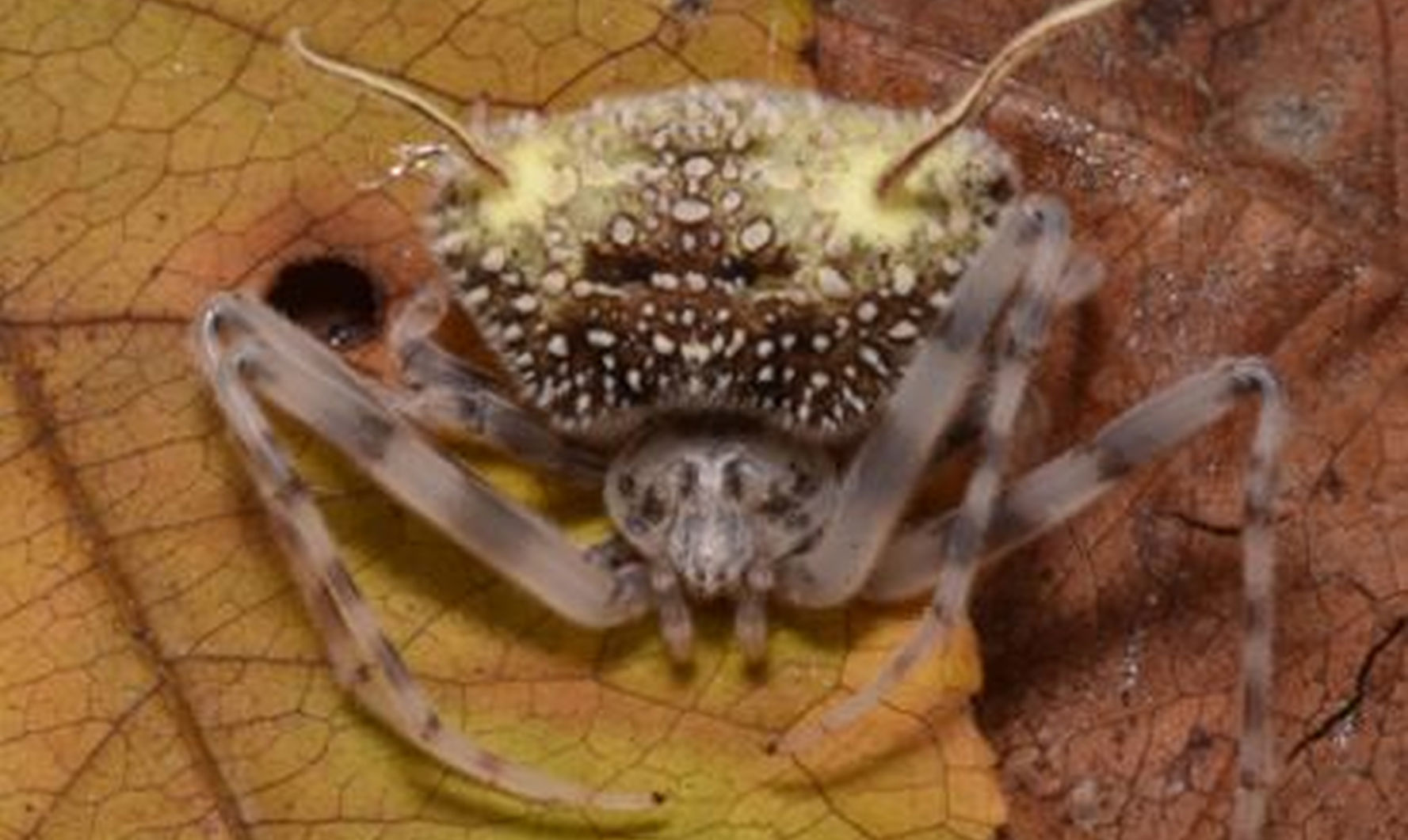 Descoperirea unei specii ciudate de păianjen care se maschează în ciupercă de către cercetători