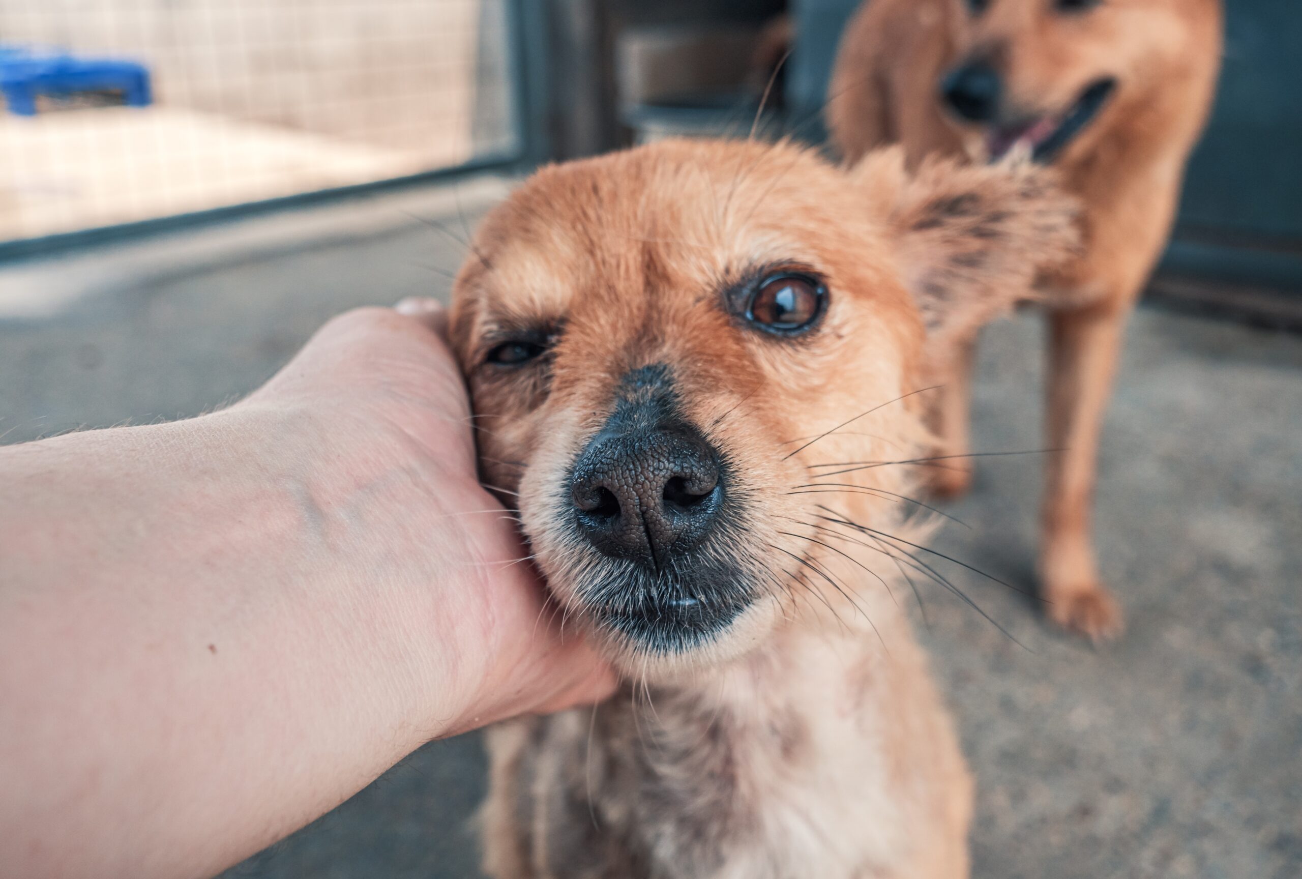 Efectele renunțării constante asupra conduitei animalelor