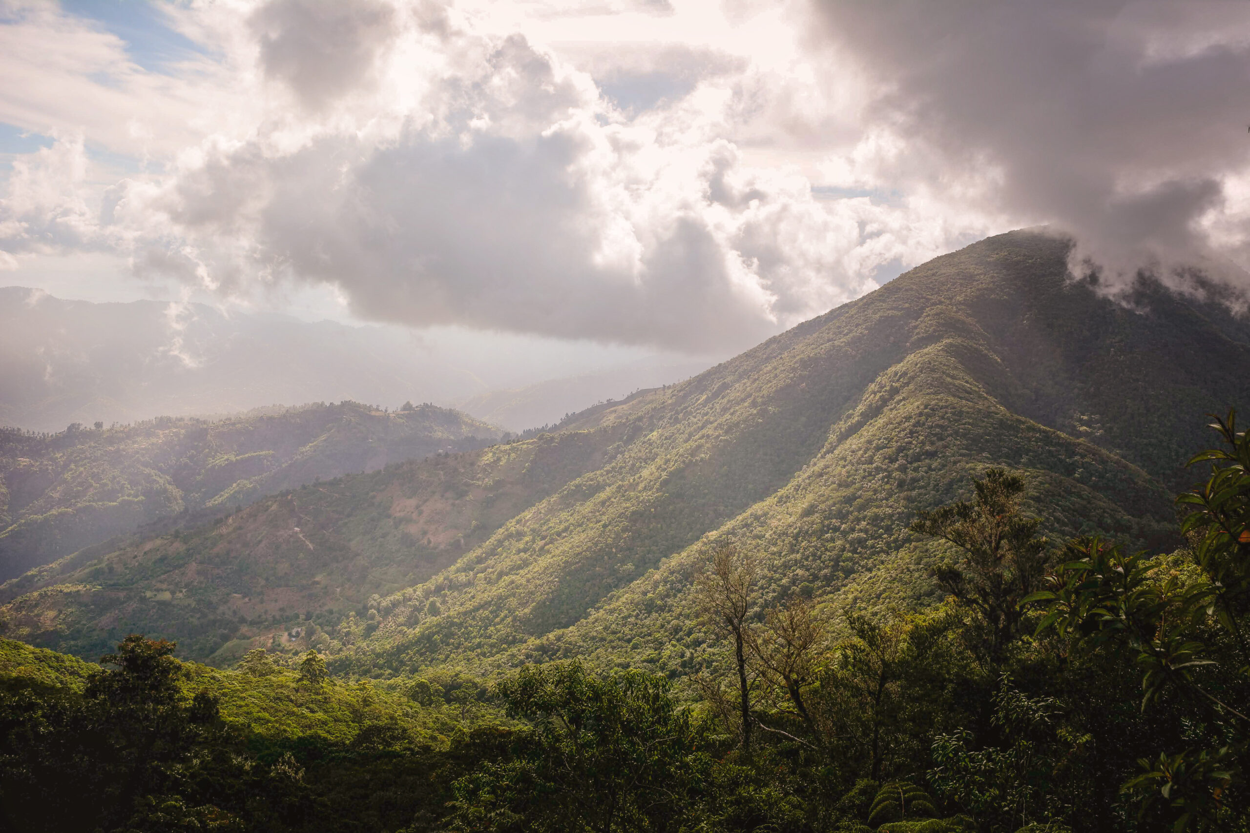 Jamaican Blue Mountain: Rațiunile pentru care această cafea deosebită este crescută la înălțimi mari în nori