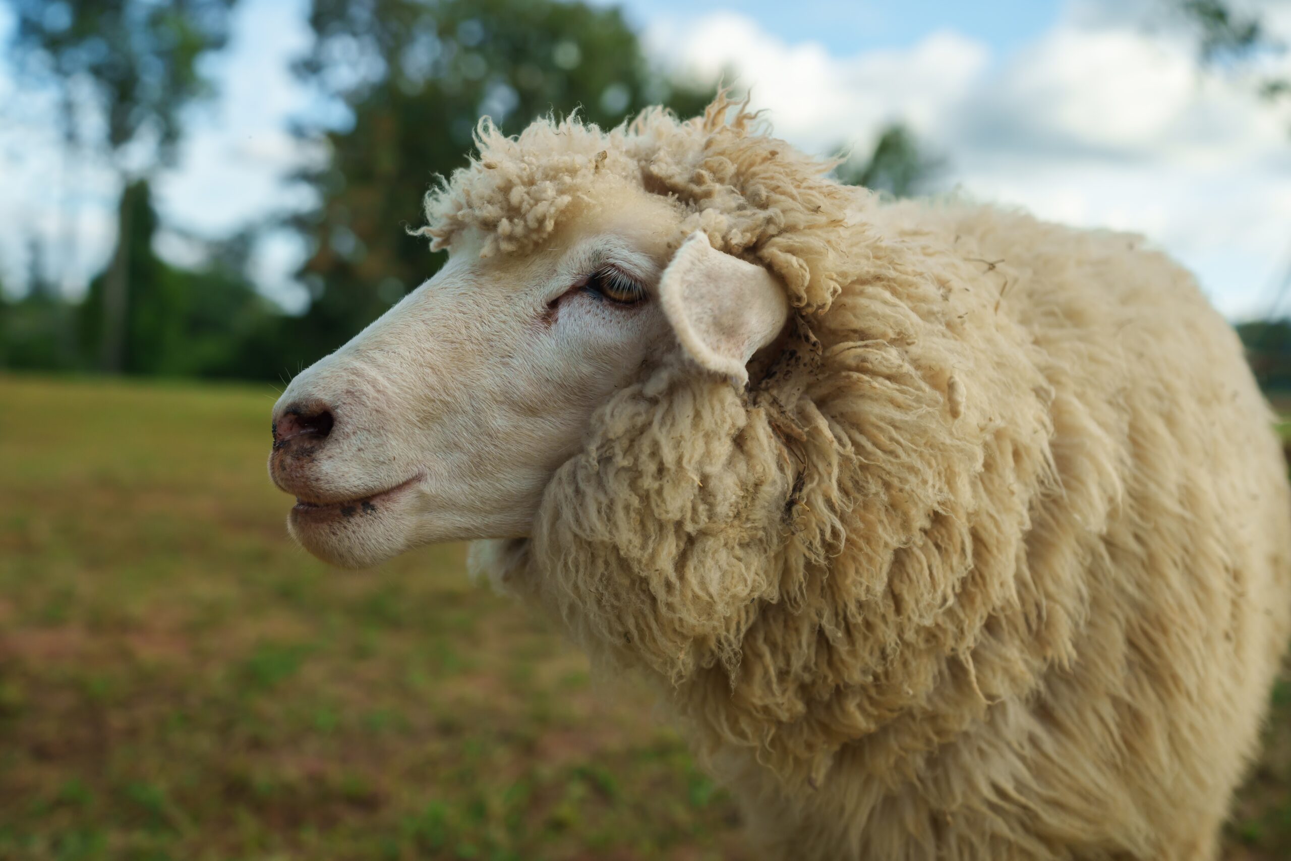Metoda unui agricultor austriac pentru apărarea oilor împotriva lupilor